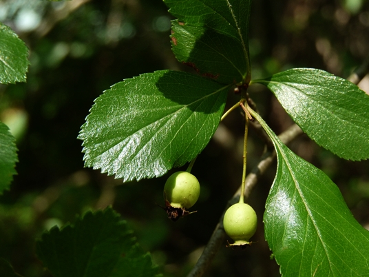 {Crataegus viridis}